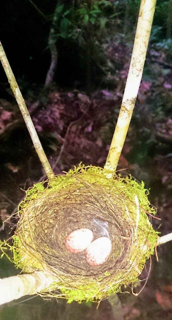 Birds Nest with two white eggs in the jungle of West Papua