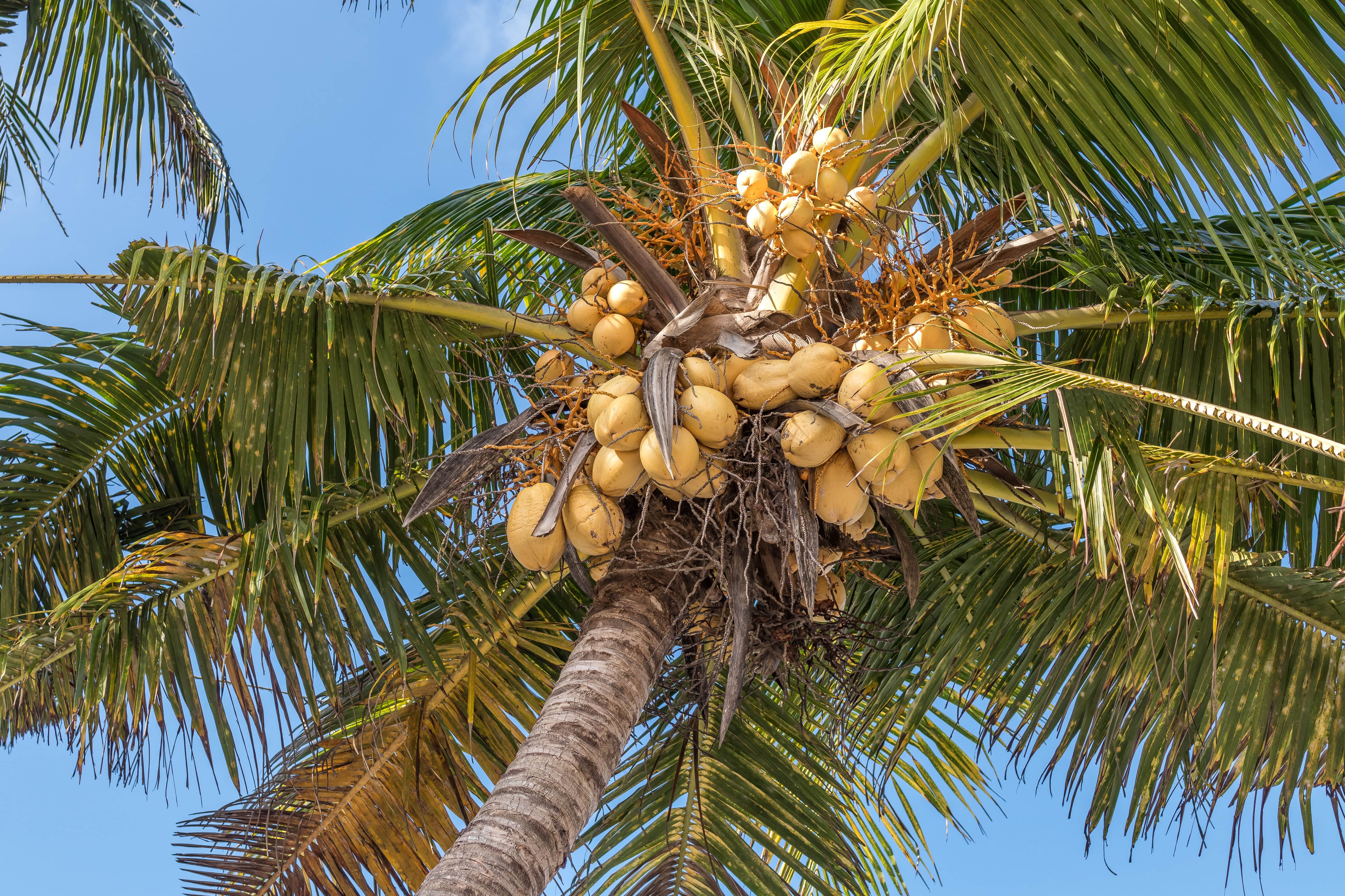 Read more about the article The Coconut Part I: The nut that’s not a nut